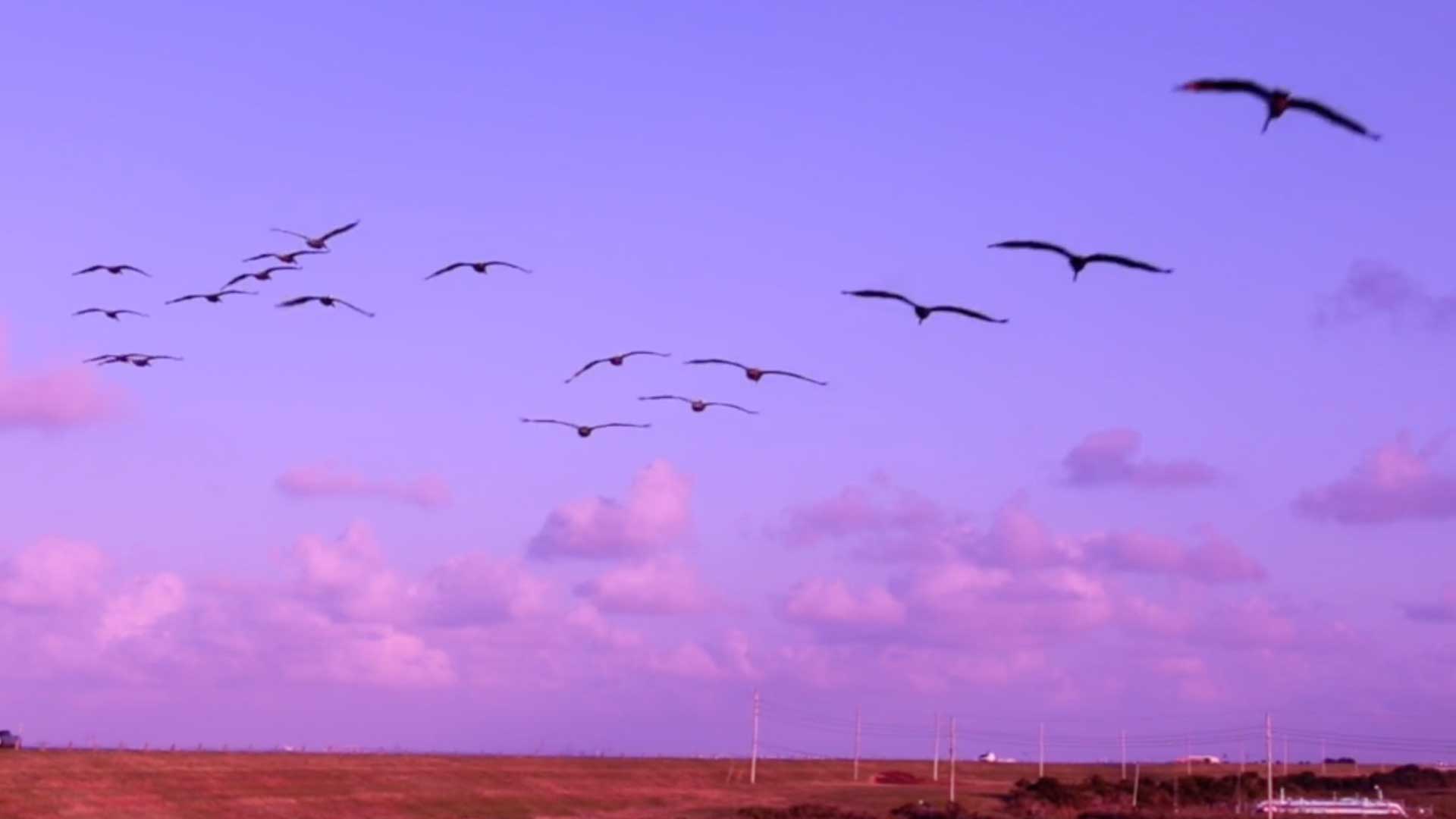 Вит птиц. Малиновки стая. Мне бы Крылья мне бы мечту истов. Free like a Bird in the Sky.