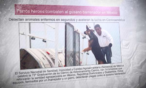 Un diario en español con la foto de un perro y un adiestrador. El titular dice: "Perros héroes luchan contra el gusano barrenador en México"