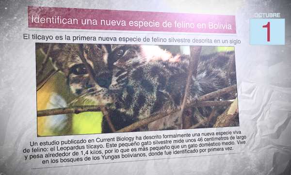 Una diario con la foto de un gato silvestre y el titular: "Identifican una nueva especie de felino en Bolivia"